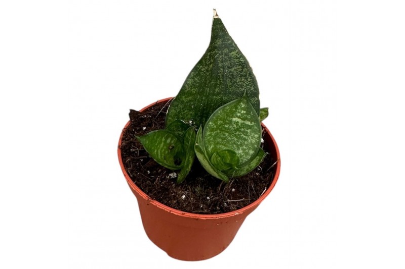 Sansevieria Sansevieria Ehrendel 1 pp 