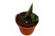 Sansevieria Sansevieria Table Mountain 1 pp 