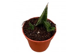 Sansevieria Sansevieria Table Mountain 1 pp