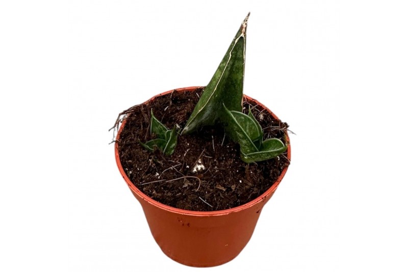 Sansevieria Sansevieria Table Mountain 1 pp 