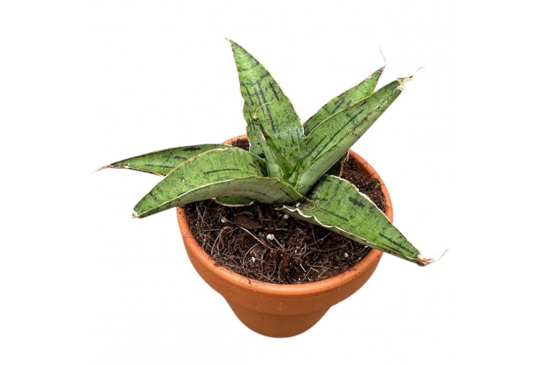 Sansevieria Sansevieria Snowflake 1 pp 