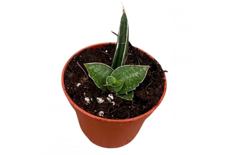 Sansevieria Sansevieria Prabu 1 pp 