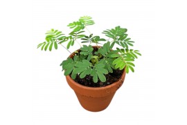 Mimosa pudica Mimosa Pudica 4 pp