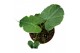 Alocasia Alocasia mickey mouse 1 pp 