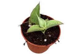 Sansevieria Sansevieria Swan Dancer 1 pp