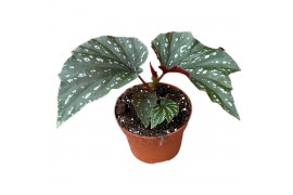 Begonia Begonia Aiai 1 pp
