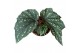 Begonia Begonia Aiai 1 pp 
