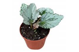 Begonia Begonia Grey Earl 1 pp