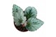 Begonia Begonia Grey Earl 1 pp 