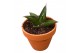 Sansevieria Sansevieria Tower Blue 1 pp 