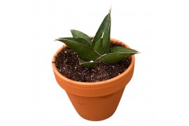 Sansevieria Sansevieria Tower Blue 1 pp
