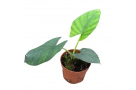 Alocasia Alocasia Scabriuscula 1 pp
