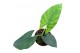 Alocasia Alocasia Scabriuscula 1 pp 