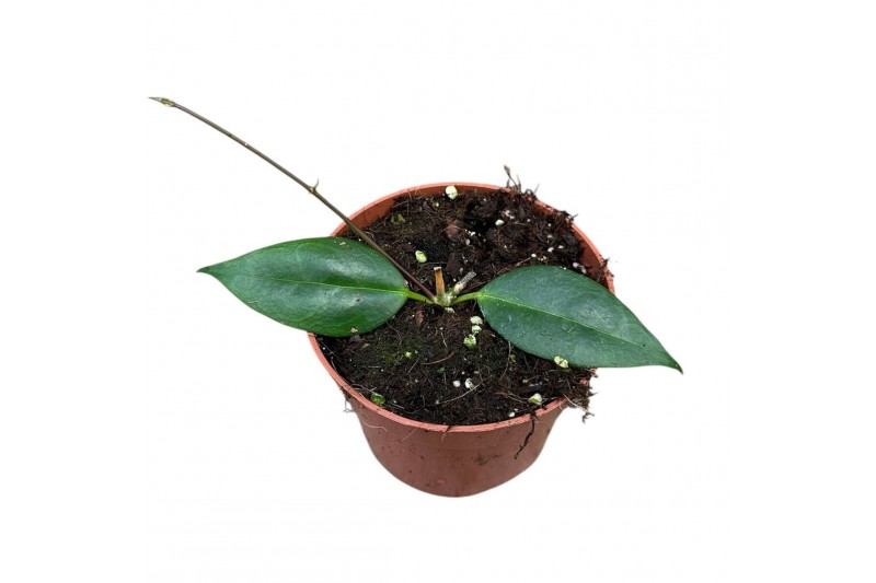 Hoya hoya paziae 2.5 - 4.9  cm 1 pp 