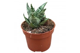 Sansevieria Sansevieria Ehrendel 1 pp