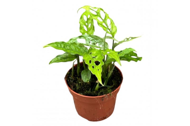 Monstera Monstera Obliqua Peru 1 pp 