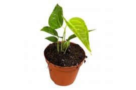 Anthurium Anthurium Veitchii Narrow zonder bloem bl.