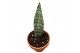 Sansevieria Sansevieria Everest 1 pp 