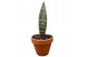 Sansevieria Sansevieria Everest 1 pp 