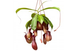 Nepenthes alata Nepenthes Monkey Jars Alata 10 bl.