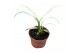 Kamerplanten Amplissimum White Variegata 1 pp 