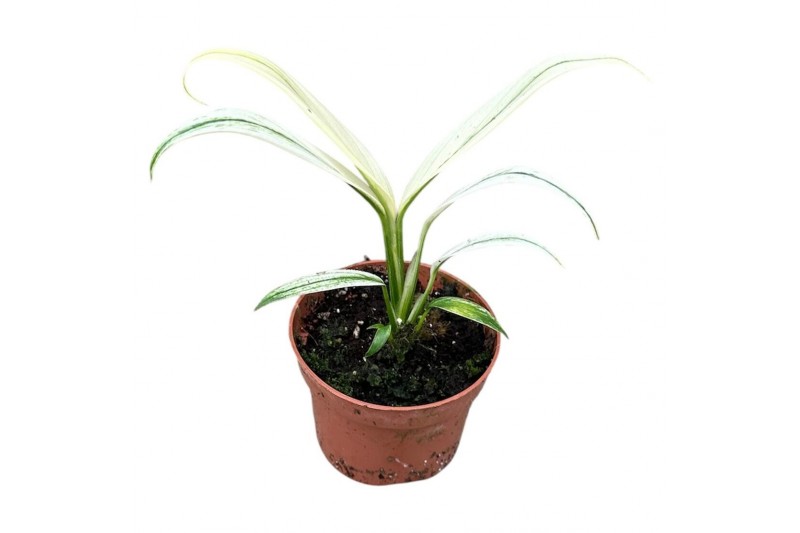 Kamerplanten Amplissimum White Variegata 1 pp 