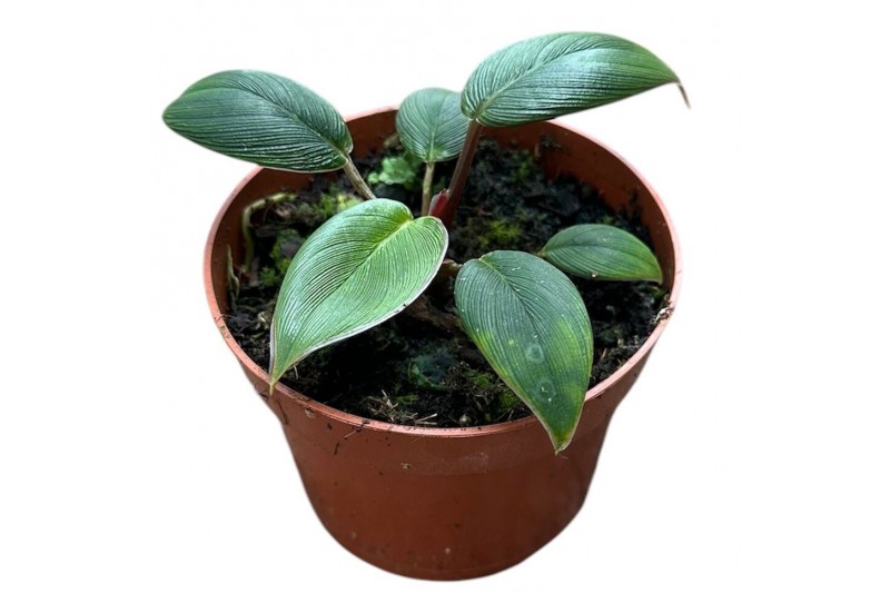 Homalomena camouflage Homalomena Red Sumatra 1 pp 