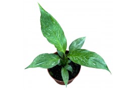 Spathiphyllum Spathiphyllum Diamond zonder bloem bl.