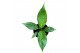 Spathiphyllum Spathiphyllum Diamond zonder bloem bl. 