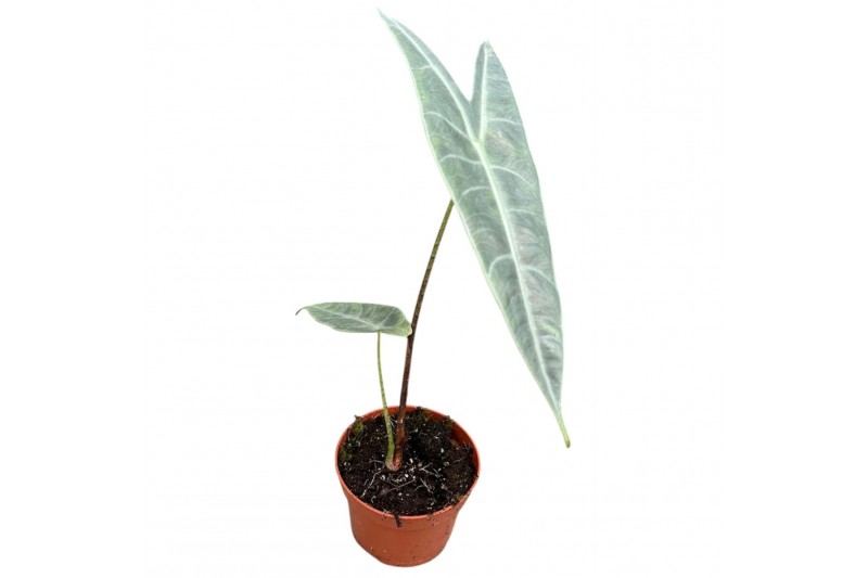 Alocasia Alocasia Longiloba Silver 1 pp 