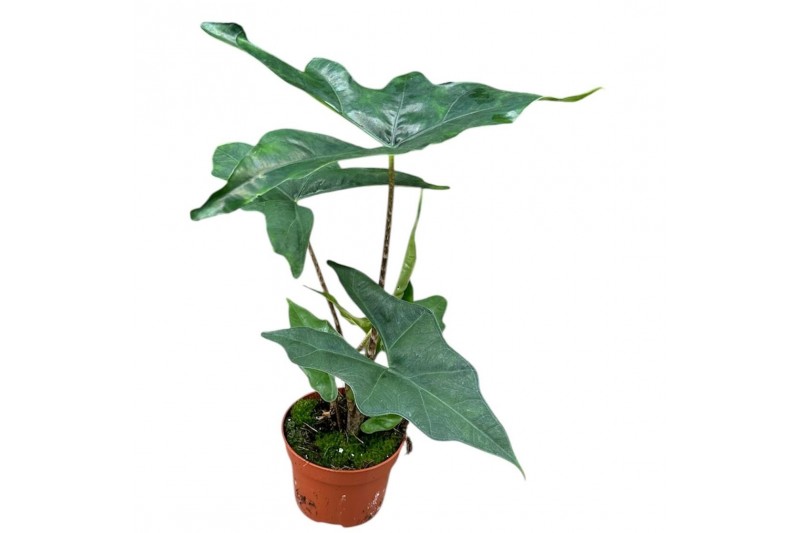 Alocasia Alocasia Batwing 1 pp 