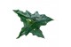 Alocasia Alocasia Batwing 1 pp 