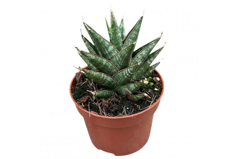 Sansevieria Sansevieria Table Mountain 1 pp 