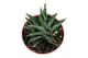 Sansevieria Sansevieria Table Mountain 1 pp 