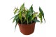 Begonia Begonia amphioxis 1 pp 