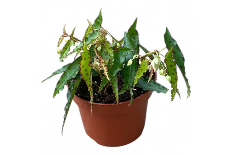 Begonia Begonia amphioxis 1 pp 