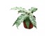 Ficus Ficus Snowstorm 1 pp 