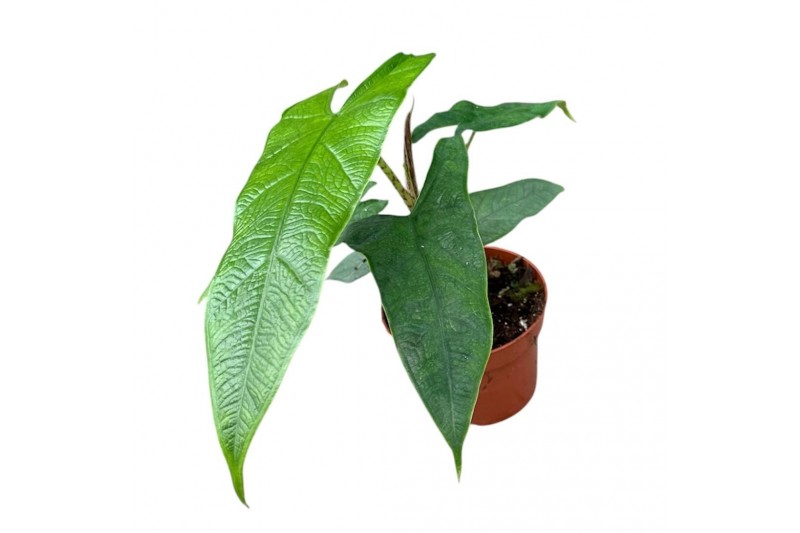 Alocasia Alocasia Sulawesi Green Carpet 1 pp 