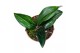 Alocasia Scaphochlamys Scintillans Dark 1 pp 