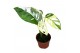 Monstera Monstera Adansonii var 1 pp 
