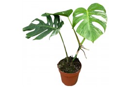 Monstera deliciosa variegata Monstera Deliciosa Variegata 3 pp