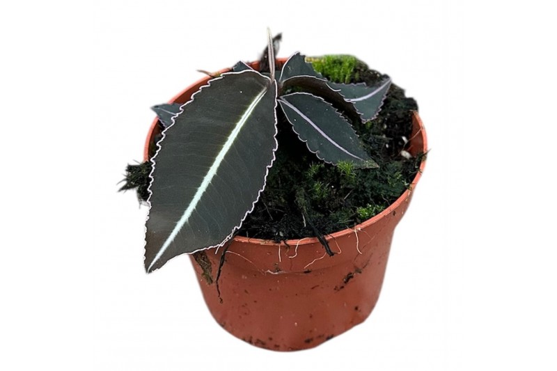 Kamerplanten Labisia Pumila 1 pp 