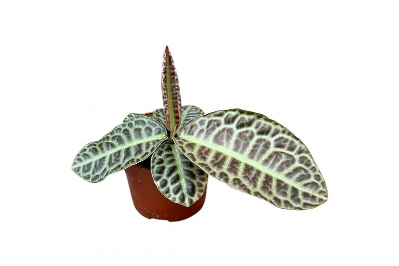 Kamerplanten Labisia Turtle Back 1 pp 