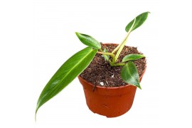 Philodendron Philodendron Spiritus Sancti 1 pp