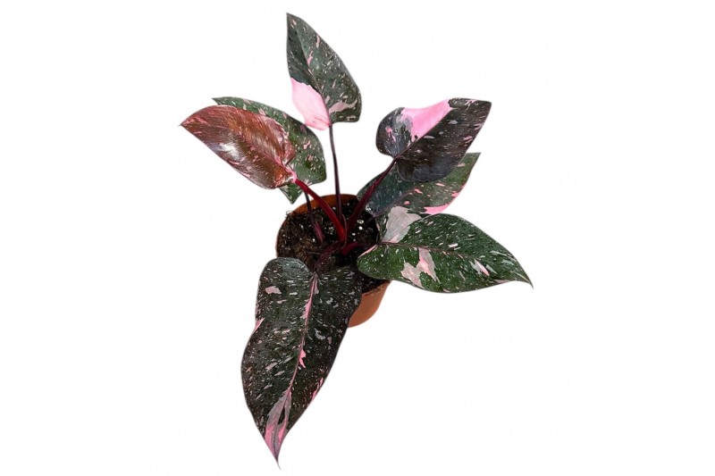 Philodendron Philodendron Pink Princess Marble 1 pp 
