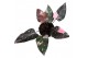 Philodendron Philodendron Pink Princess Marble 1 pp 