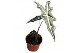 Alocasia Alocasia Nobilis 1 pp