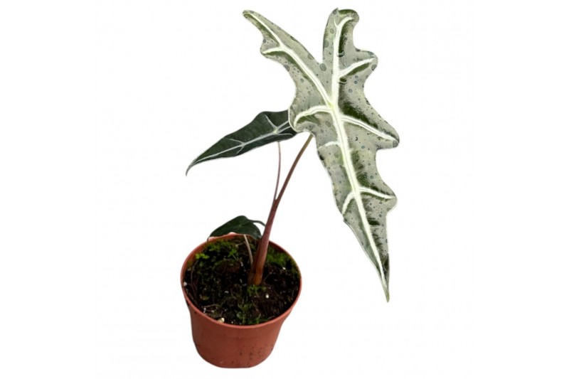 Alocasia Alocasia Nobilis 1 pp 