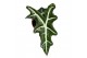 Alocasia Alocasia Nobilis 1 pp 