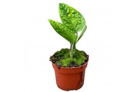 Monstera monstera peru variegata 1 pp